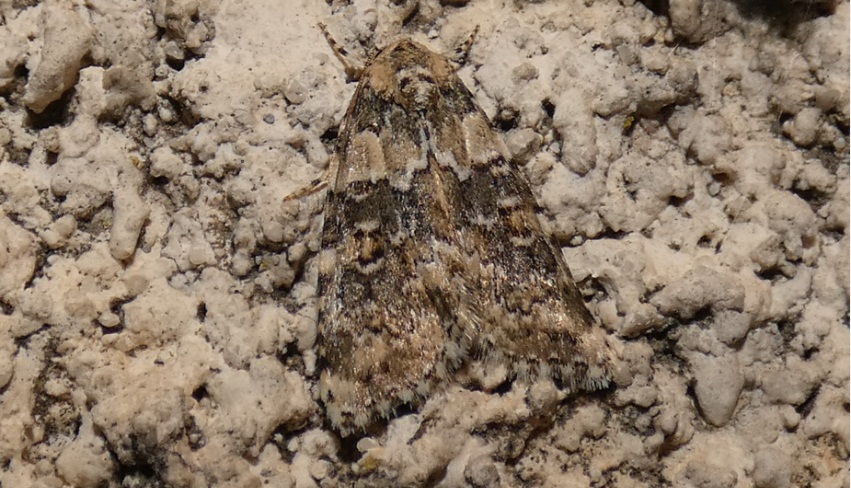 Noctuidae da identificare: Bryophila(Bryophila)domestica